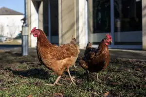 Photo de EHPAD Le Clos de la Forêt 