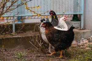 Photo de EHPAD Les Jardins du Bessat