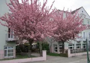 Maison De Retraite Sans Souci - Maison de retraite / EHPAD à Geispolsheim