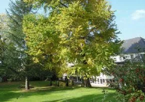 Maison De Retraite Les Hetres - Maison de retraite / EHPAD à Faulx