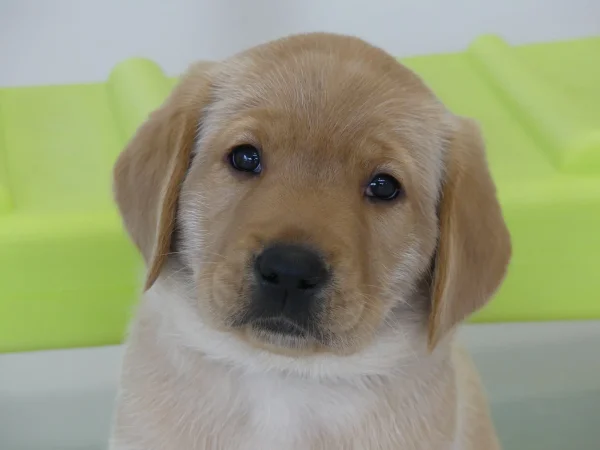 Les Résidentiels de Saint Brevin Les Pins - Résidence Services Seniors à Saint-Brevin-les-Pins