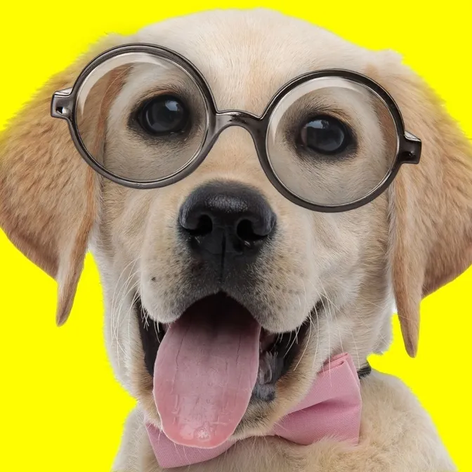 Nom d’un chien !